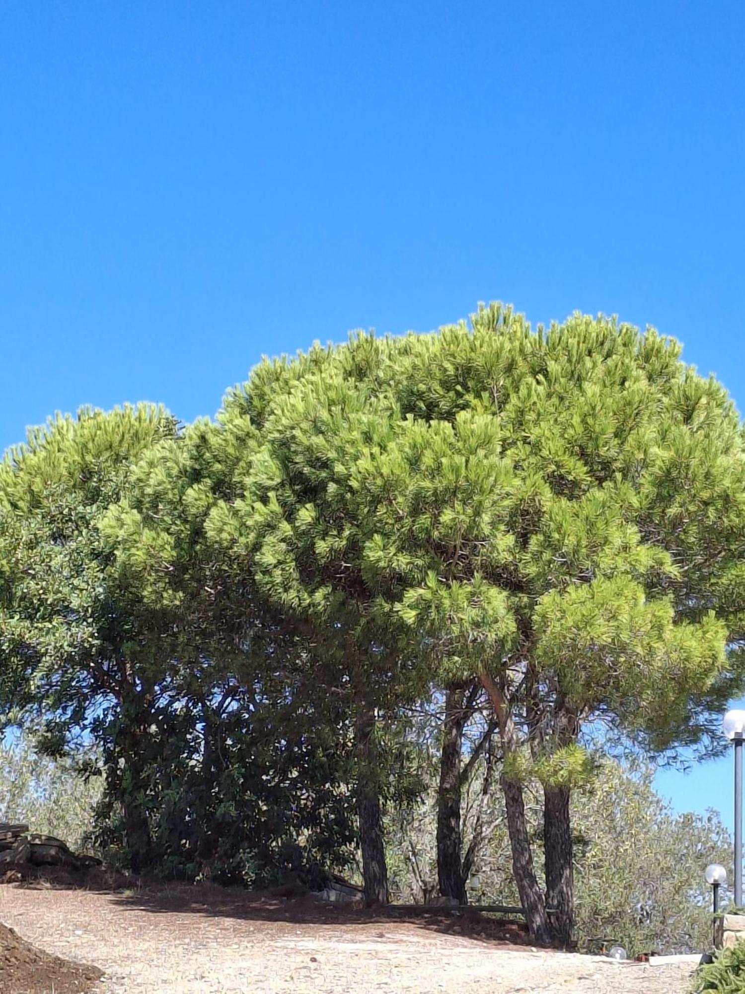 Tenuta Belvedere Cilento Montecorice Kültér fotó