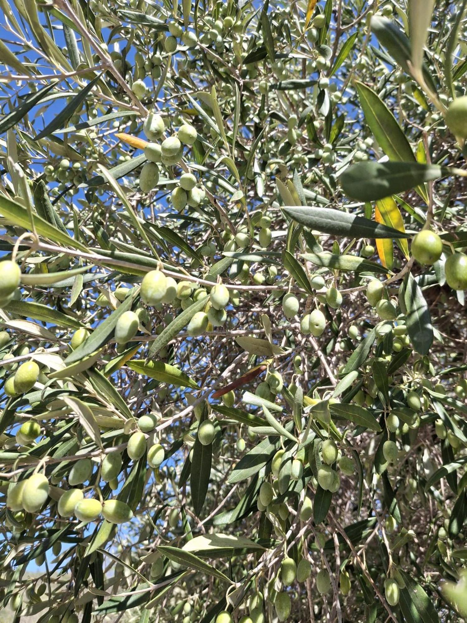 Tenuta Belvedere Cilento Montecorice Kültér fotó